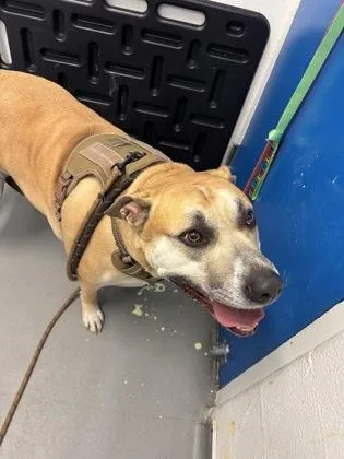 A baby small-sized male Pit Bull Terrier dog named Junior for adoption in Seattle, WA