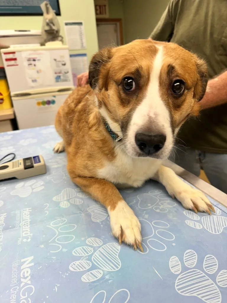 An adult medium-sized male Australian Cattle Dog / Blue Heeler dog named Vance for adoption in Waverly, NY