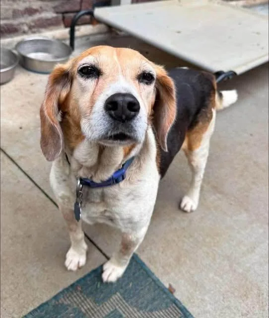 A senior medium-sized male Beagle dog named Colby for adoption in Spring Hill, TN