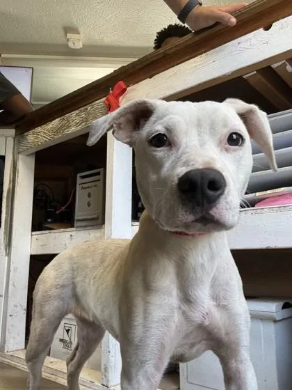 A young medium-sized female Terrier dog named Lauper for adoption in West Memphis, AR