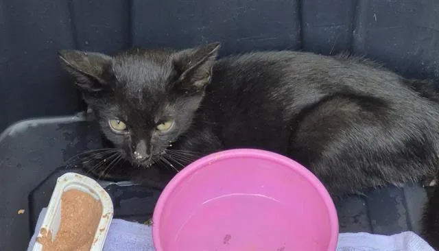 A baby small-sized male Domestic Short Hair cat named Serrano for adoption in San Antonio, TX