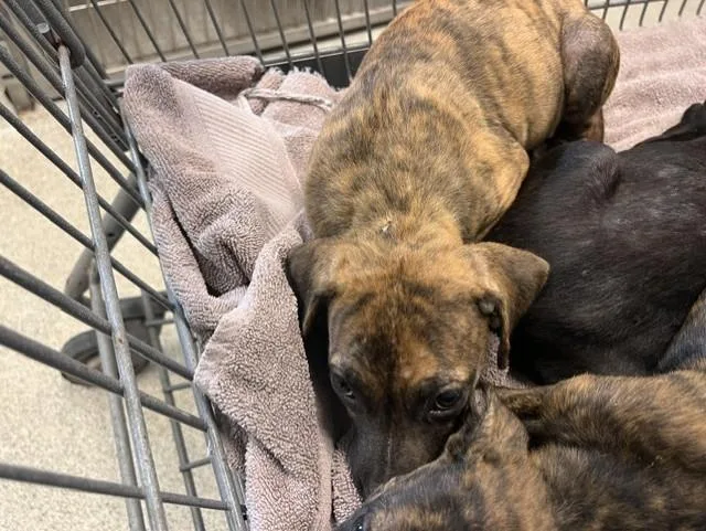 A baby small-sized female American Staffordshire Terrier dog named Meadow for adoption in Tallahassee, FL