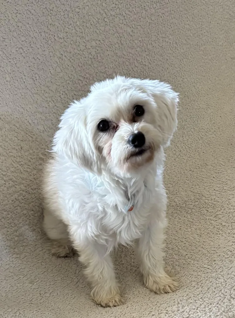 An adult medium-sized female Coton de Tulear dog named Snowflake for adoption in Berwick, PA