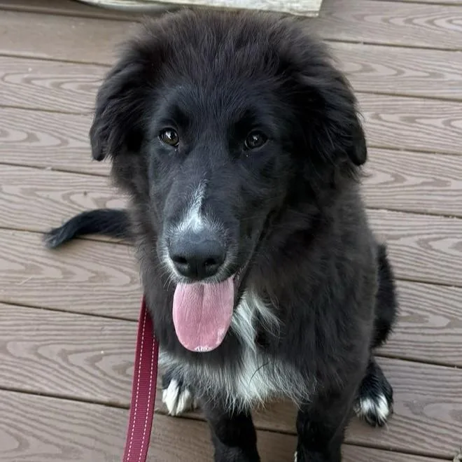 A baby large-sized male Black Flat-Coated Retriever dog named Charlie for adoption in Phoenixville, PA