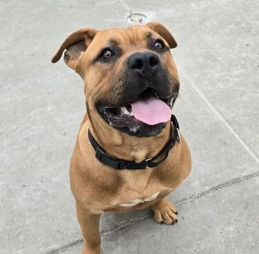 A young large-sized male Pit Bull Terrier dog named Booyah for adoption in Martinez, CA