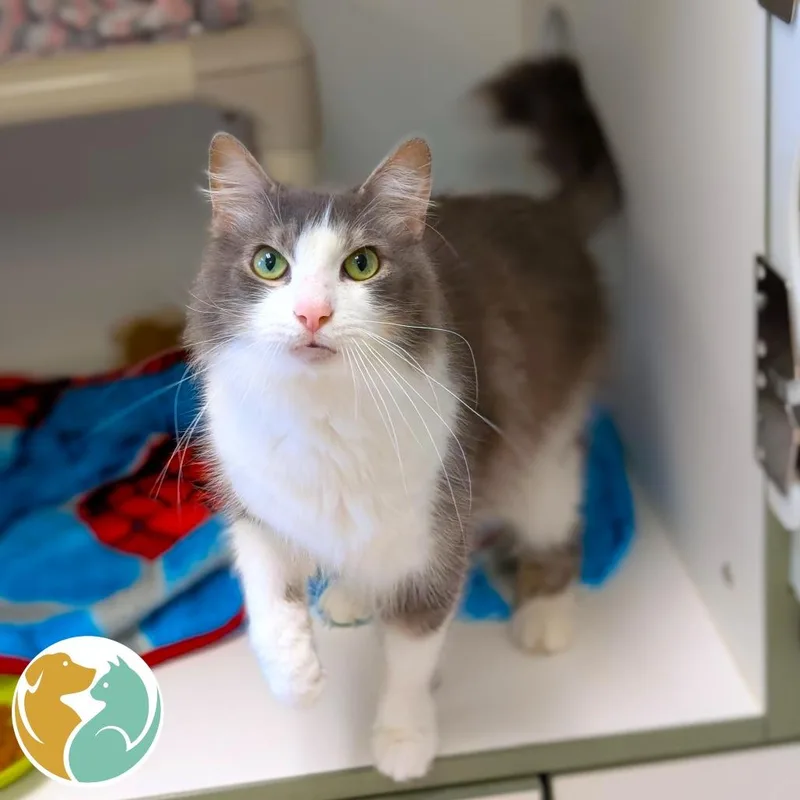 An adult medium-sized male White Domestic Medium Hair cat named Bronko for adoption in Toledo, OH