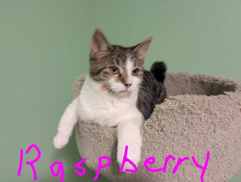 A baby medium-sized female Tabby (Gray / Blue / Silver) Domestic Short Hair cat named Raspberry for adoption in Spring Brook, NY