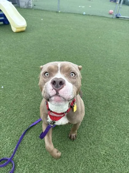 A young medium-sized female Brown / Chocolate Pit Bull Terrier dog named Della for adoption in Cleveland, OH