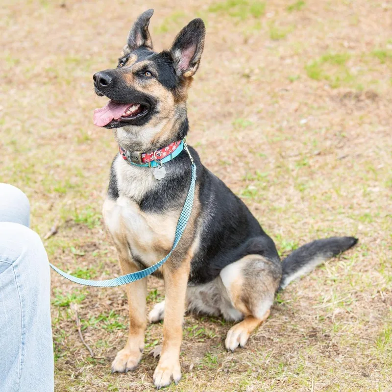 An adult medium-sized female Black German Shepherd Dog dog named Lola for adoption in Kennebunk, ME