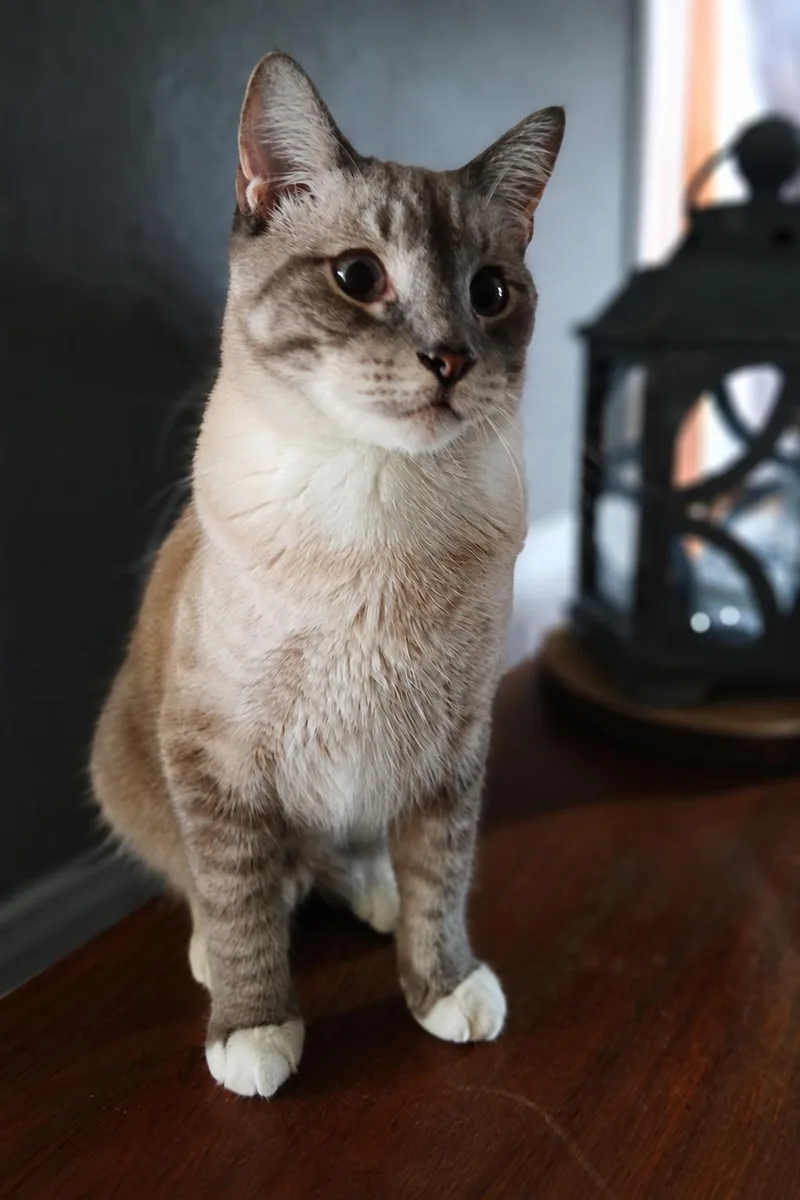A young medium-sized male American Shorthair cat named Liam for adoption in Blue Earth, MN