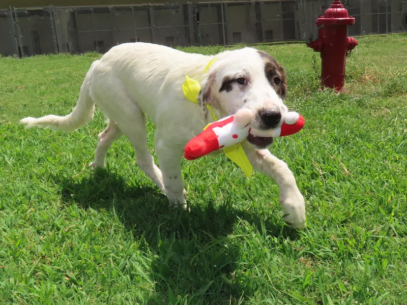 A baby medium-sized female English Setter dog named Nellie CA for adoption in Rogers, AR