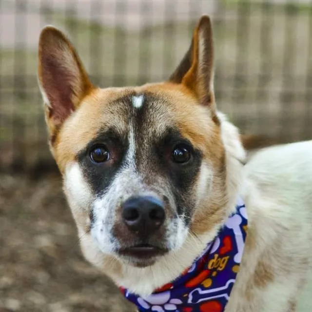 A young medium-sized male Australian Cattle Dog / Blue Heeler dog named Buddy for adoption in San Antonio, TX