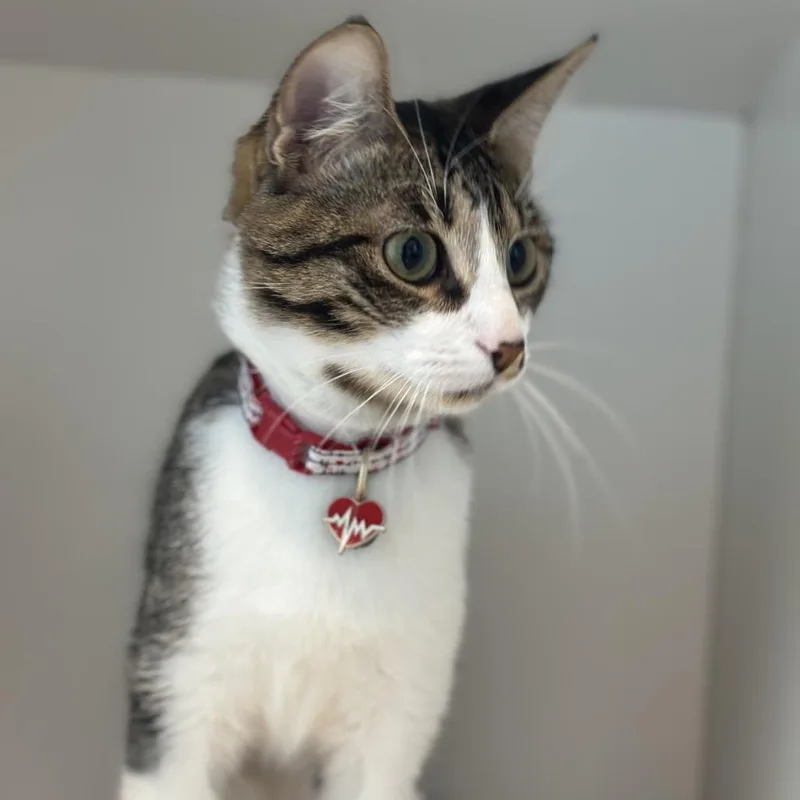 A young medium-sized male Domestic Short Hair cat named Marshall for adoption in Matteson, IL
