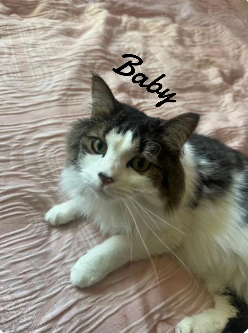 A young medium-sized male Domestic Long Hair cat named Chomp & Baby for adoption in Naugatuck, CT