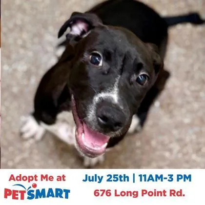 A young medium-sized male American Staffordshire Terrier dog named A Smooches for adoption in North Charleston, SC