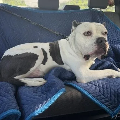 An adult large-sized male White / Cream American Bulldog dog named Otis for adoption in Brookeville, MD