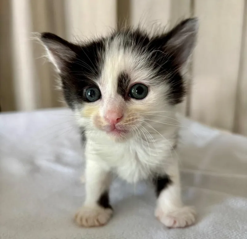 A baby medium-sized female Domestic Short Hair cat named Sheila for adoption in San Pedro, CA