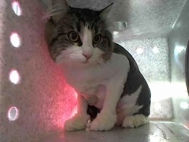 A senior large-sized female Domestic Long Hair cat named Holly for adoption in Gardena, CA