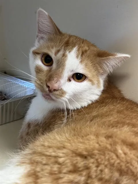 An adult medium-sized male Domestic Short Hair cat named Thousand Island for adoption in Louisville, KY