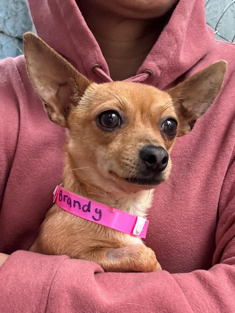 Brandy thumbnail 3