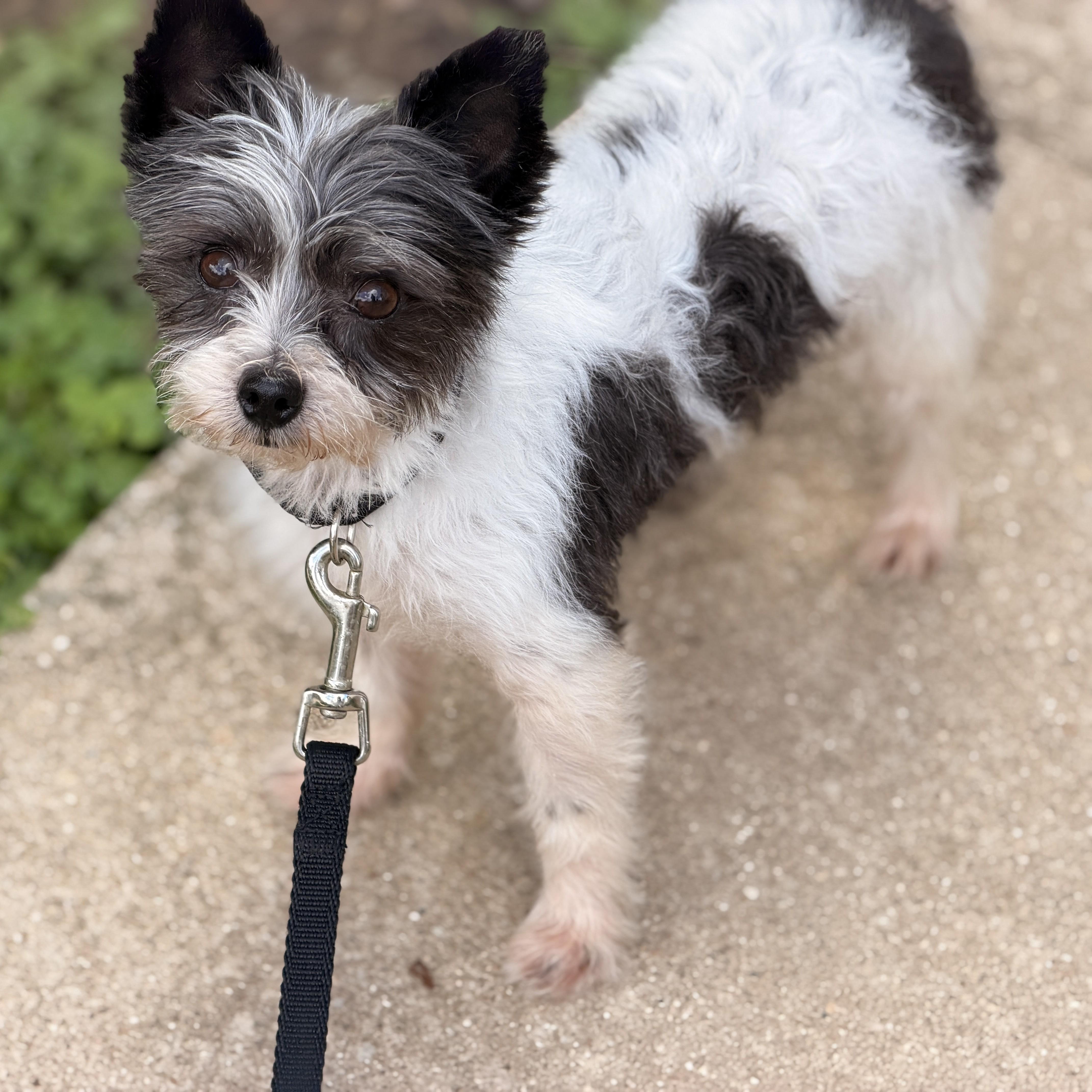 An adult small-sized male Yorkshire Terrier dog named Colt for adoption in Normal, IL