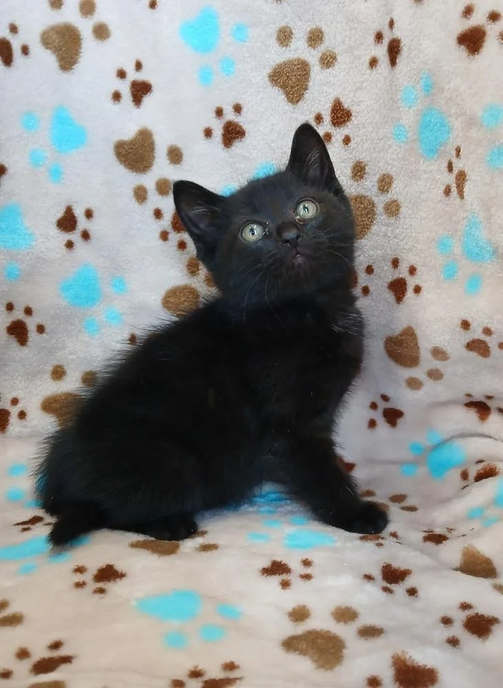 A baby small-sized female Black Domestic Short Hair cat named Tootsie for adoption in Dickson, TN