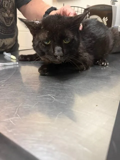 A baby large-sized male Domestic Short Hair cat named Captain Regret for adoption in Rome, GA