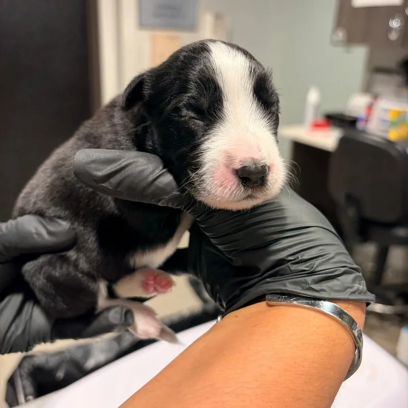 A baby medium-sized female Black Australian Cattle Dog / Blue Heeler dog named Cheyla for adoption in Tampa, FL
