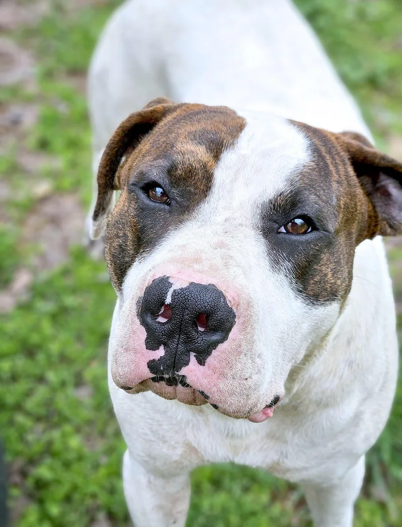 A young large-sized male Tricolor (Brown, Black, & White) American Bulldog dog named Dos Cl for adoption in Kansas City, MO