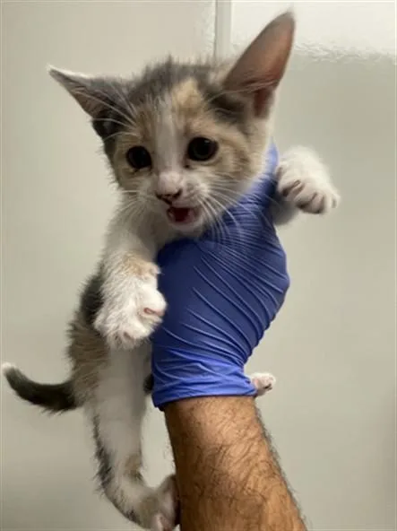 A baby small-sized female Domestic Short Hair cat named Bingo for adoption in Ontario, CA