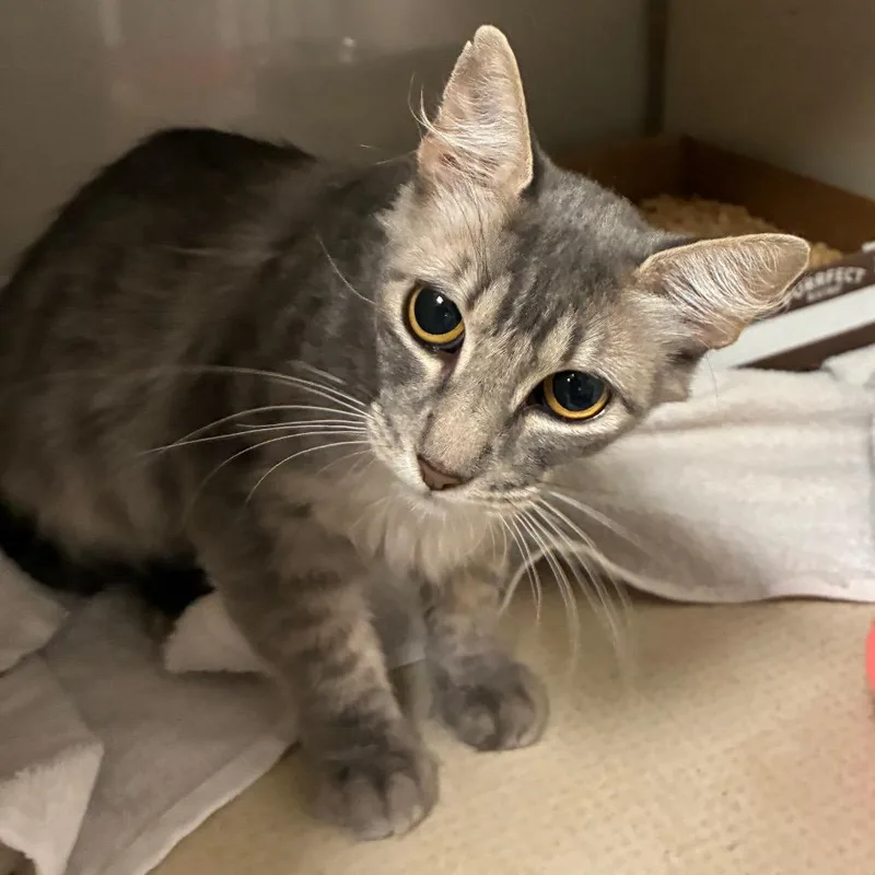 An adult medium-sized female Gray / Blue / Silver Domestic Short Hair cat named Lilith for adoption in Yuma, AZ