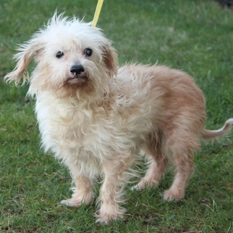 Marguerite thumbnail 3