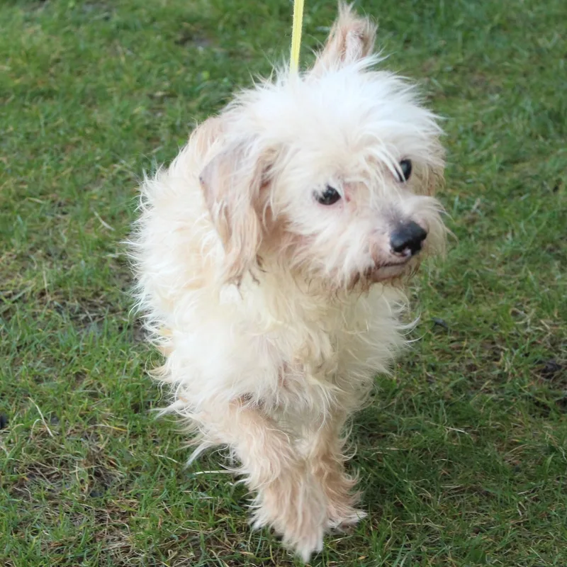 Marguerite thumbnail 4