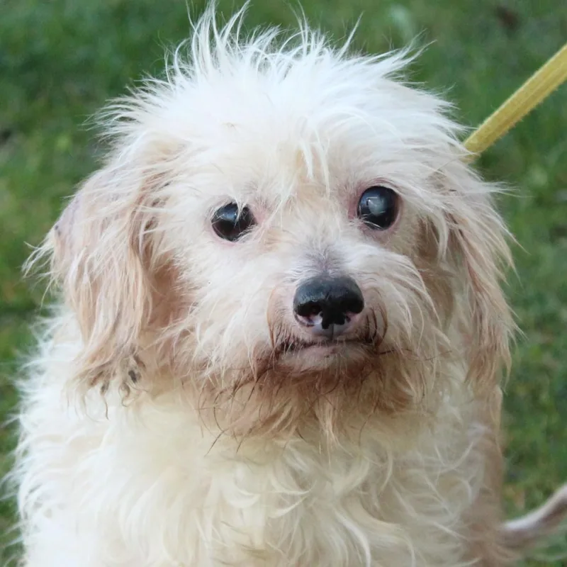 Marguerite thumbnail 5