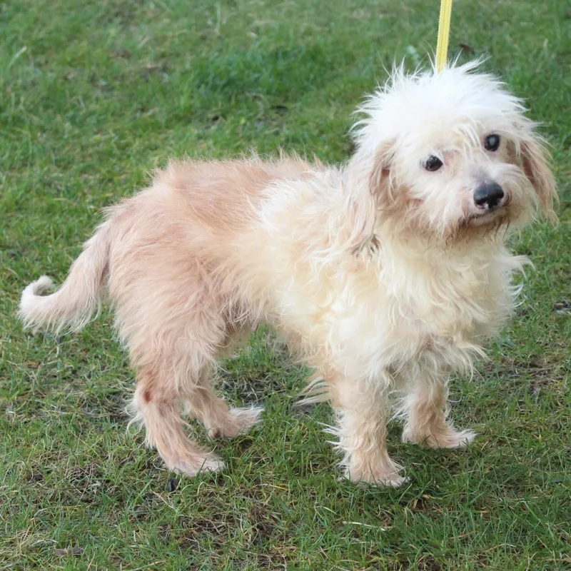 Marguerite thumbnail 6