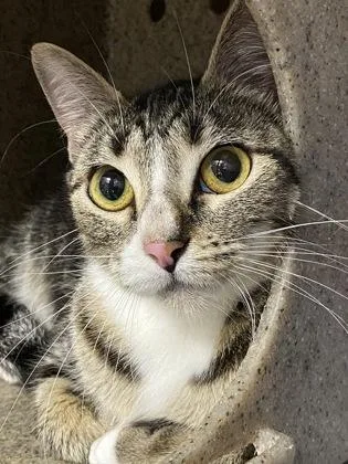 An adult medium-sized female Domestic Short Hair cat named Dolphin for adoption in Daytona Beach, FL