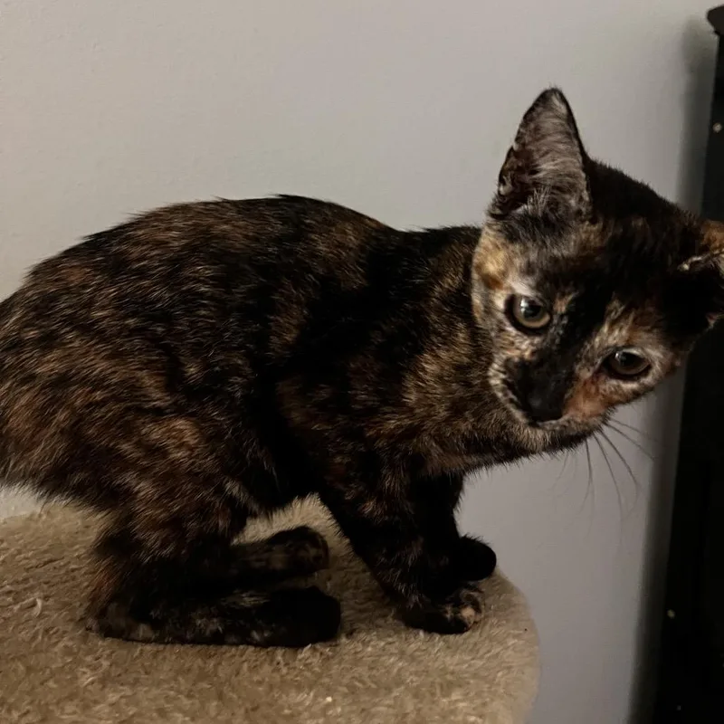 A young medium-sized female American Shorthair cat named Mavis for adoption in Edinburg, TX