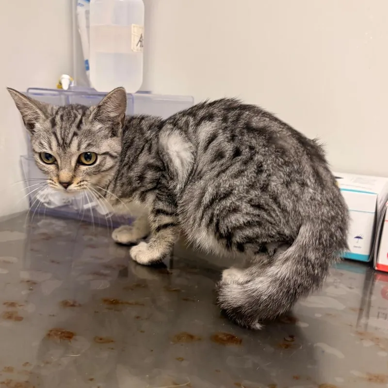 A baby small-sized female Gray / Blue / Silver Domestic Short Hair cat named Sally for adoption in Concord, NC