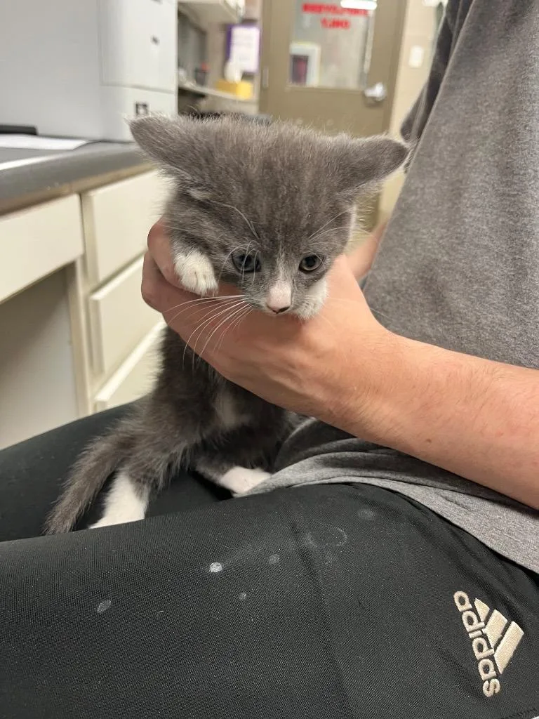 A baby small-sized female Domestic Short Hair cat named Pebble for adoption in Hopkinsville, KY