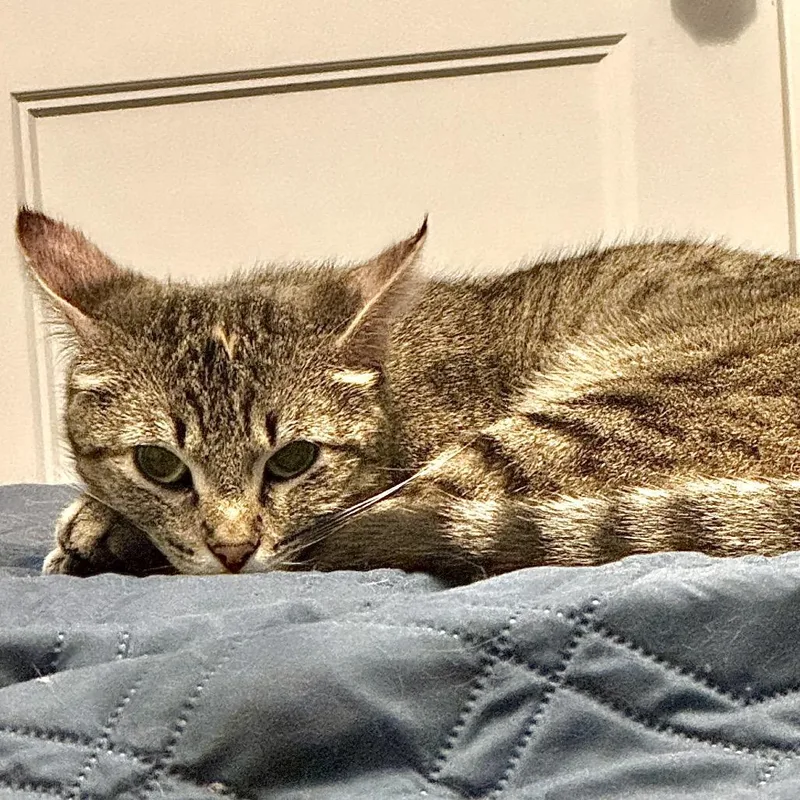 A young small-sized female Gray / Blue / Silver Domestic Short Hair cat named Dottie for adoption in Denison, TX