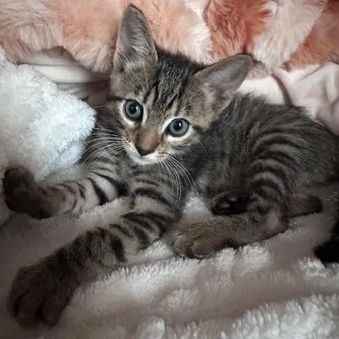 A baby small-sized male Brown / Chocolate Domestic Short Hair cat named Duke for adoption in Pasadena, CA