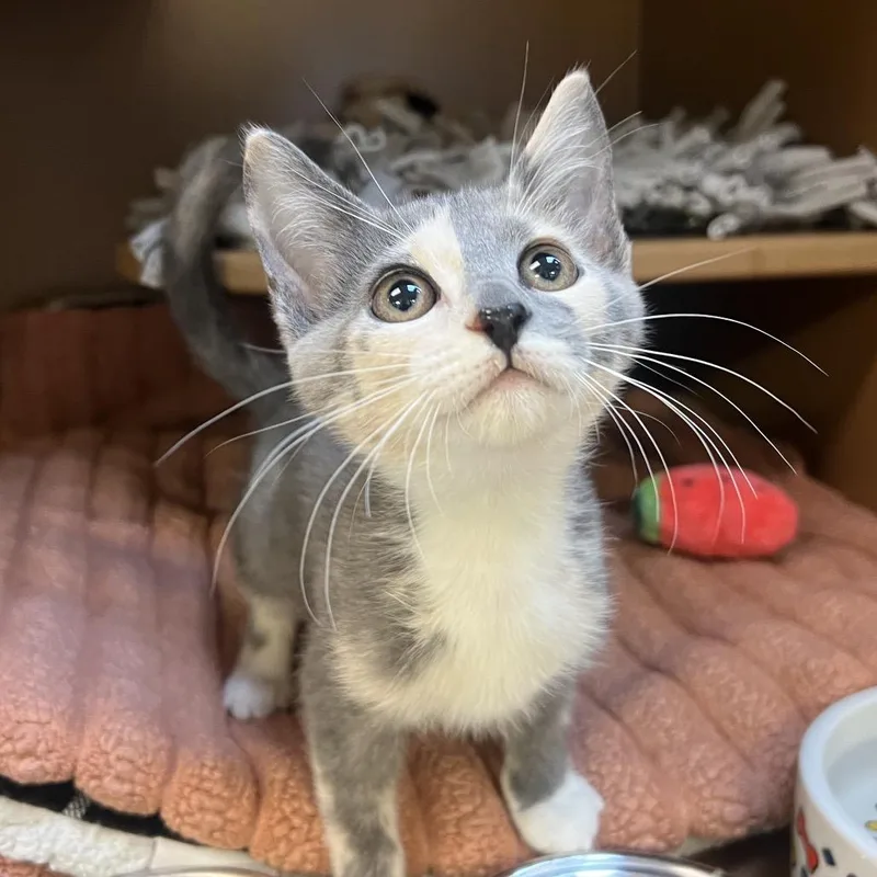A baby small-sized female Lilac Point Domestic Short Hair cat named Bellara for adoption in Naples, FL