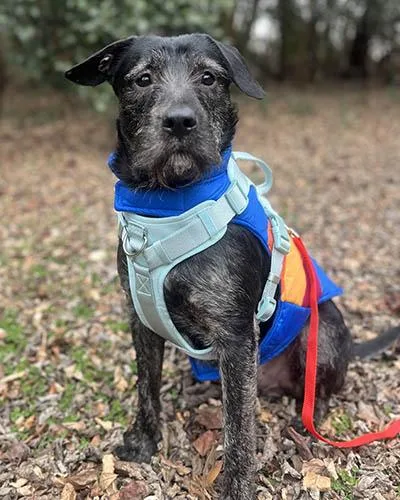 An adult medium-sized male Black Wirehaired Terrier dog named Bear for adoption in Lake Wylie, SC