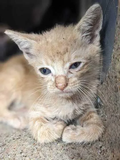 A baby small-sized male Domestic Short Hair cat named Tweep for adoption in Daytona Beach, FL