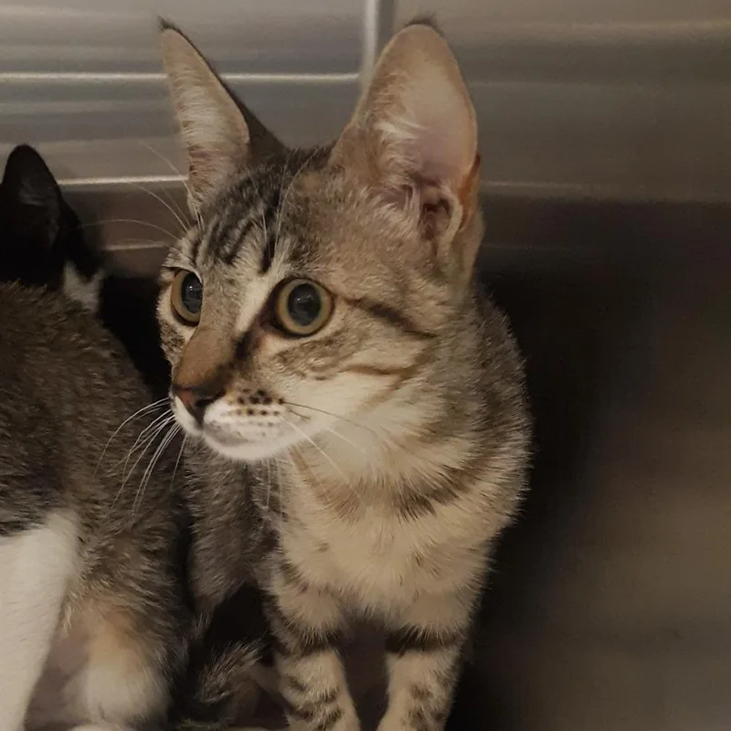 A baby small-sized female Brown / Chocolate Domestic Short Hair cat named Toffee Nut for adoption in Spokane, WA