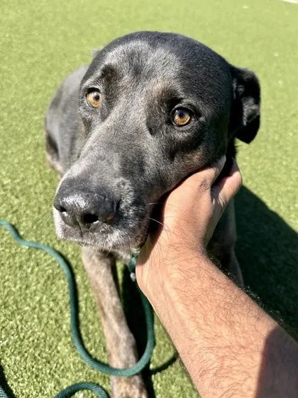 Mr. Shadow