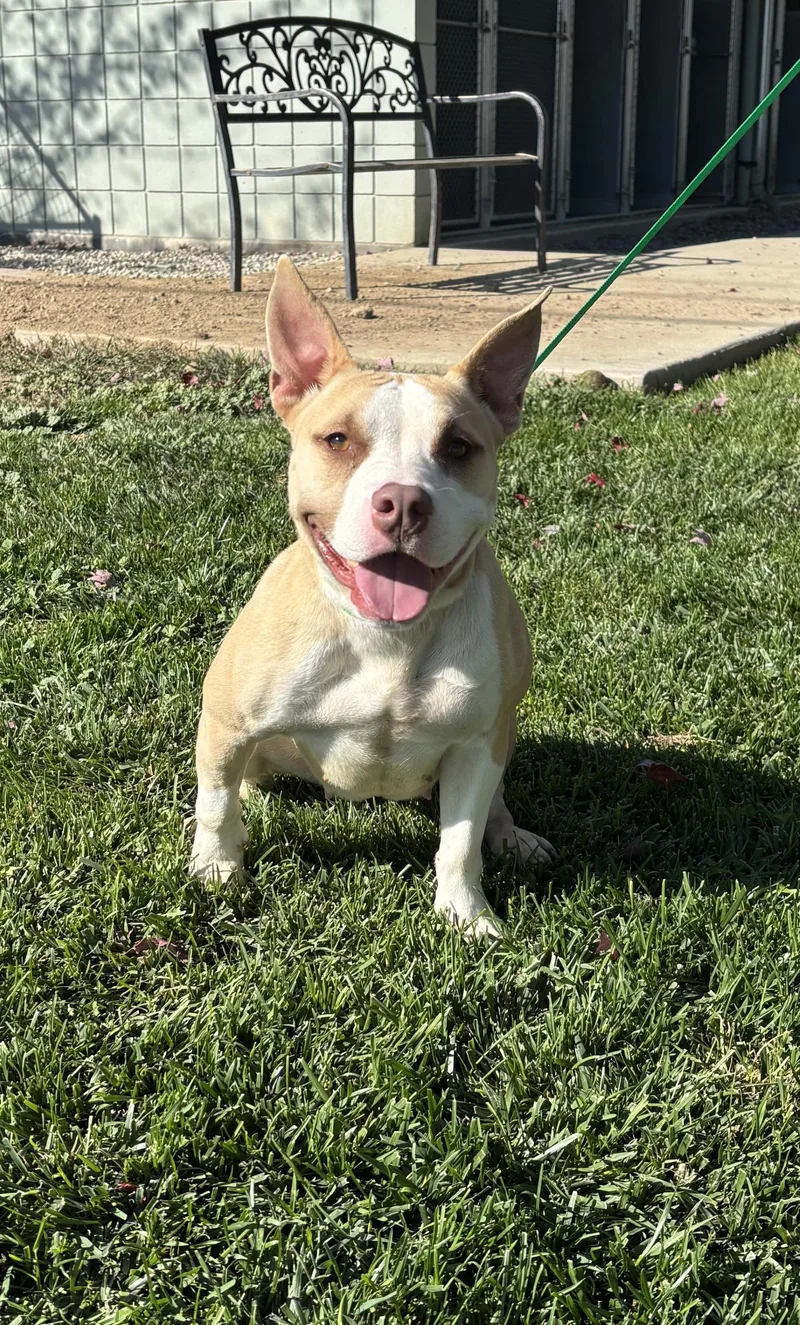 An adult medium-sized female Pit Bull Terrier dog named Scarlett for adoption in Quincy, WA