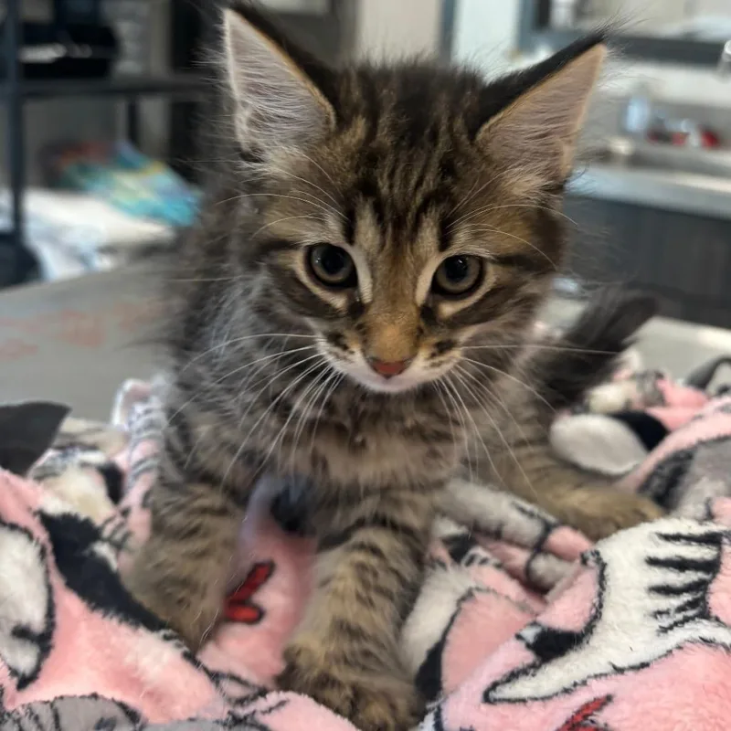 A baby small-sized male Brown / Chocolate Domestic Medium Hair cat named Drizzle for adoption in Hinsdale, IL