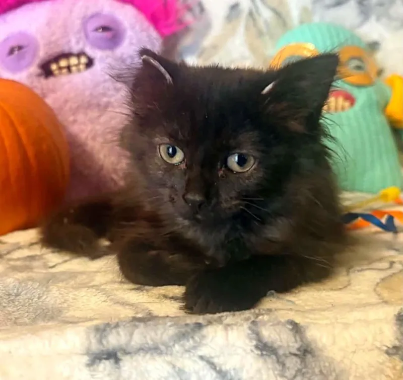 A baby small-sized male Domestic Short Hair cat named Midnight for adoption in Effingham, IL