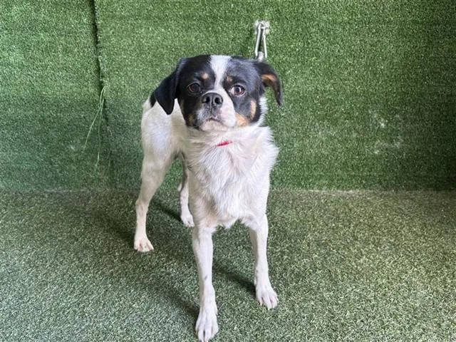 A young small-sized male Terrier dog named Handsome for adoption in Lancaster, CA